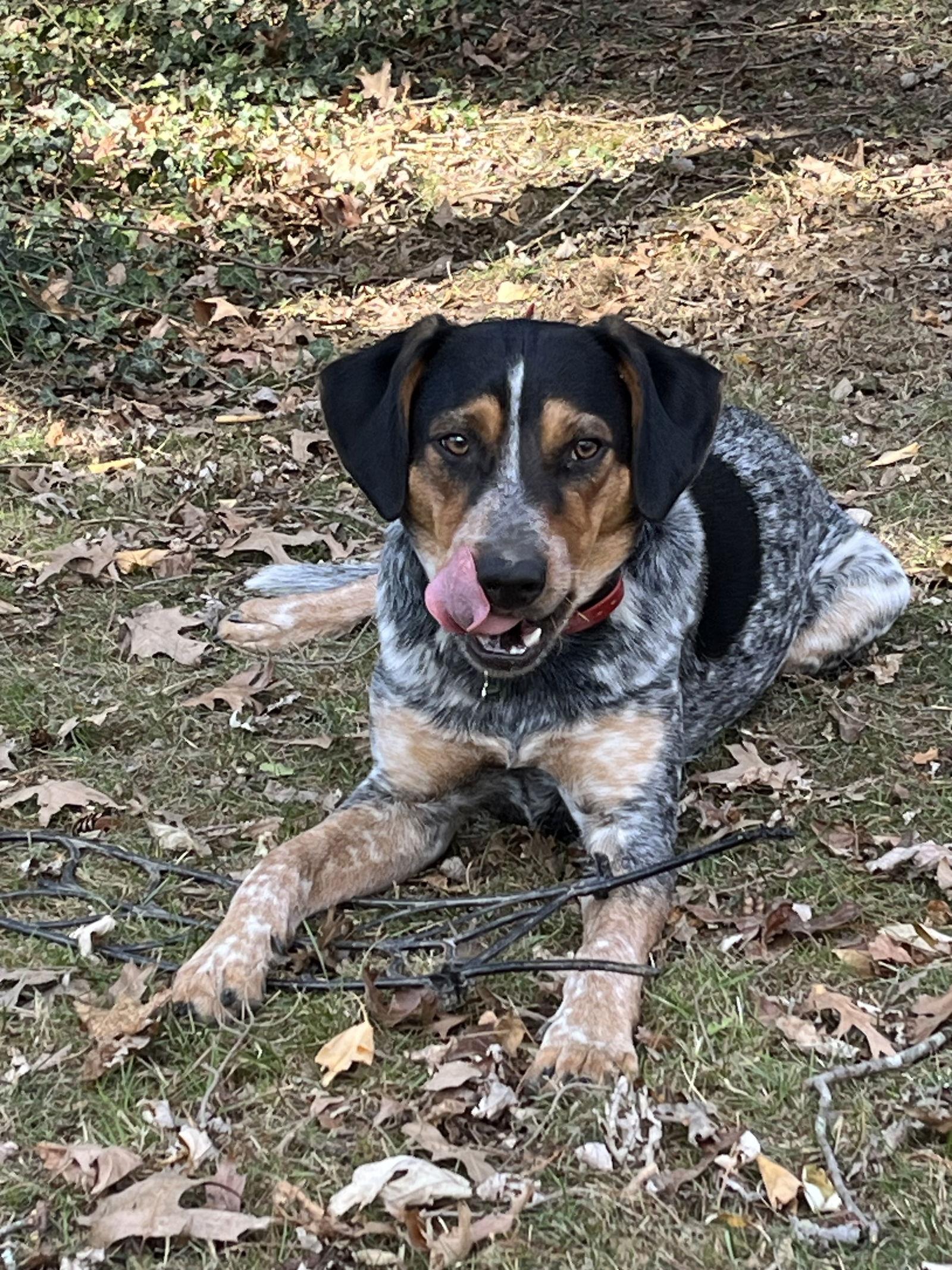 Indy (Blacksburg, VA), Adoptable, Adult Male Australian Cattle Dog / Blue Heeler & Hound.