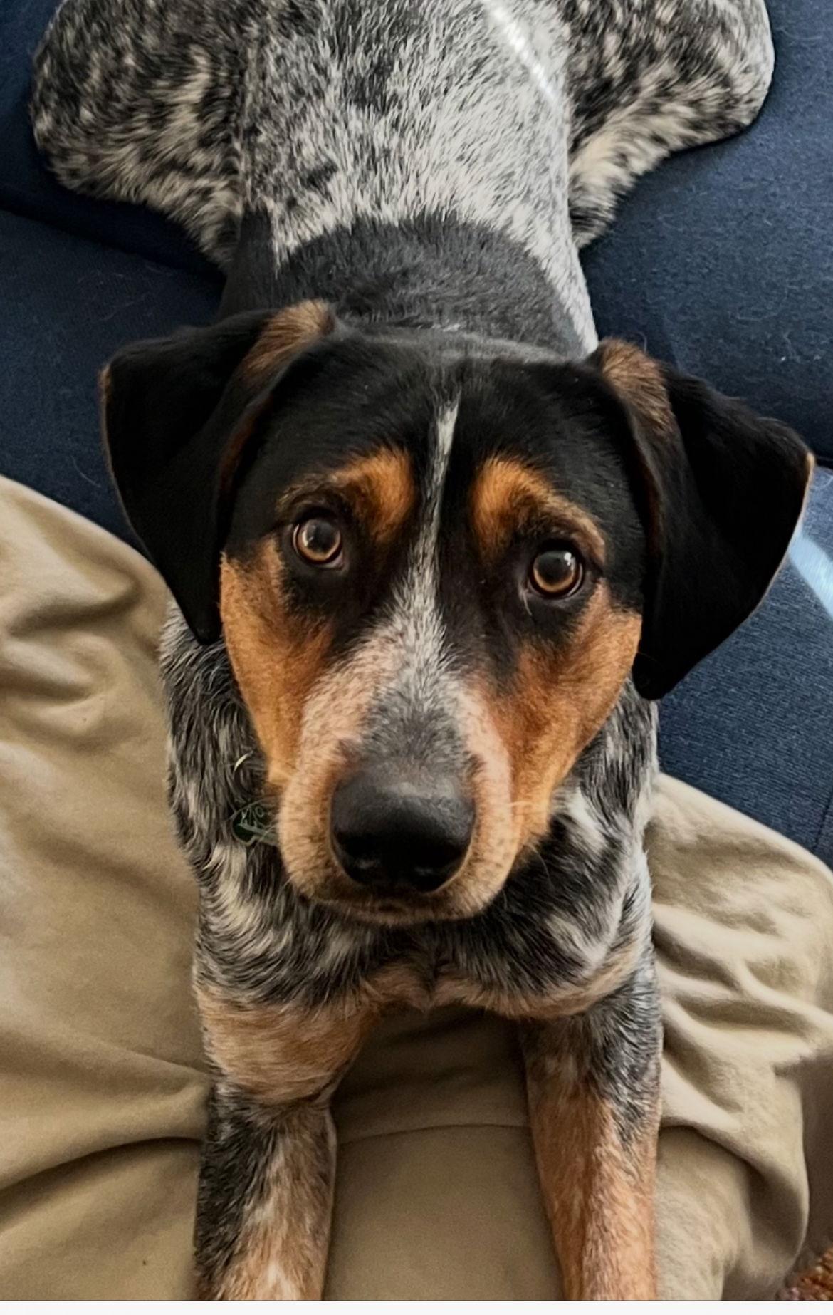 Enlarge Indy (Blacksburg, VA), a Adoptable mixed breed in Forest, VA image 3/3