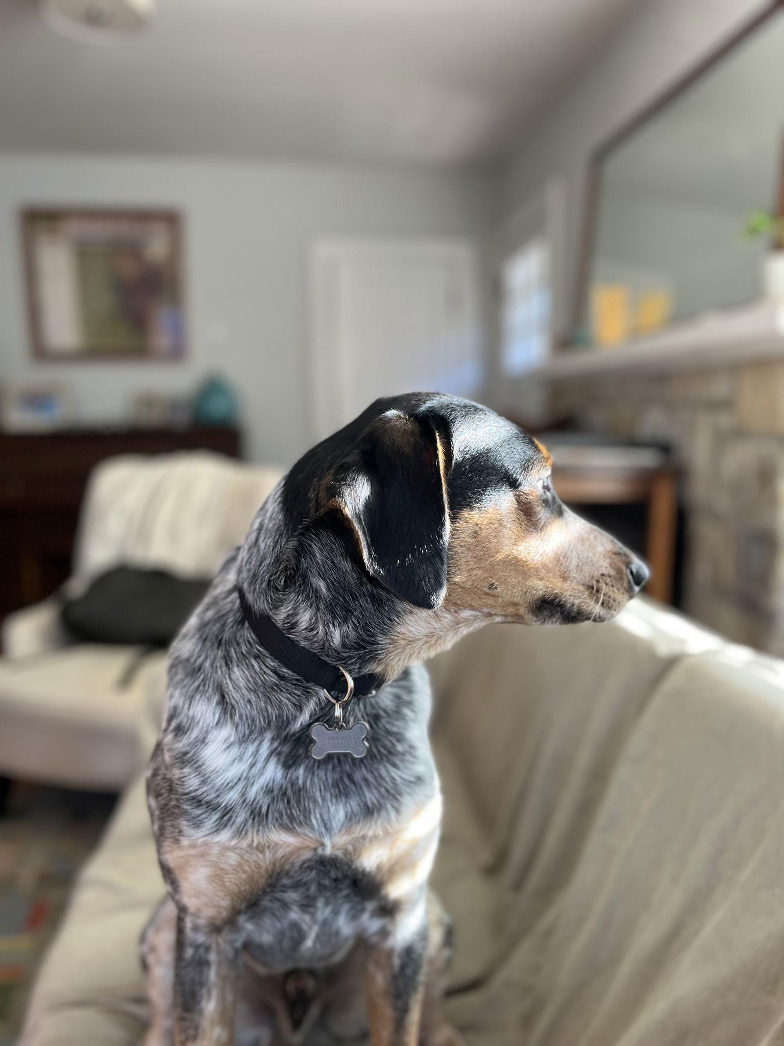 Indy (Blacksburg, VA), a Adoptable mixed breed in Forest, VA image 3/3