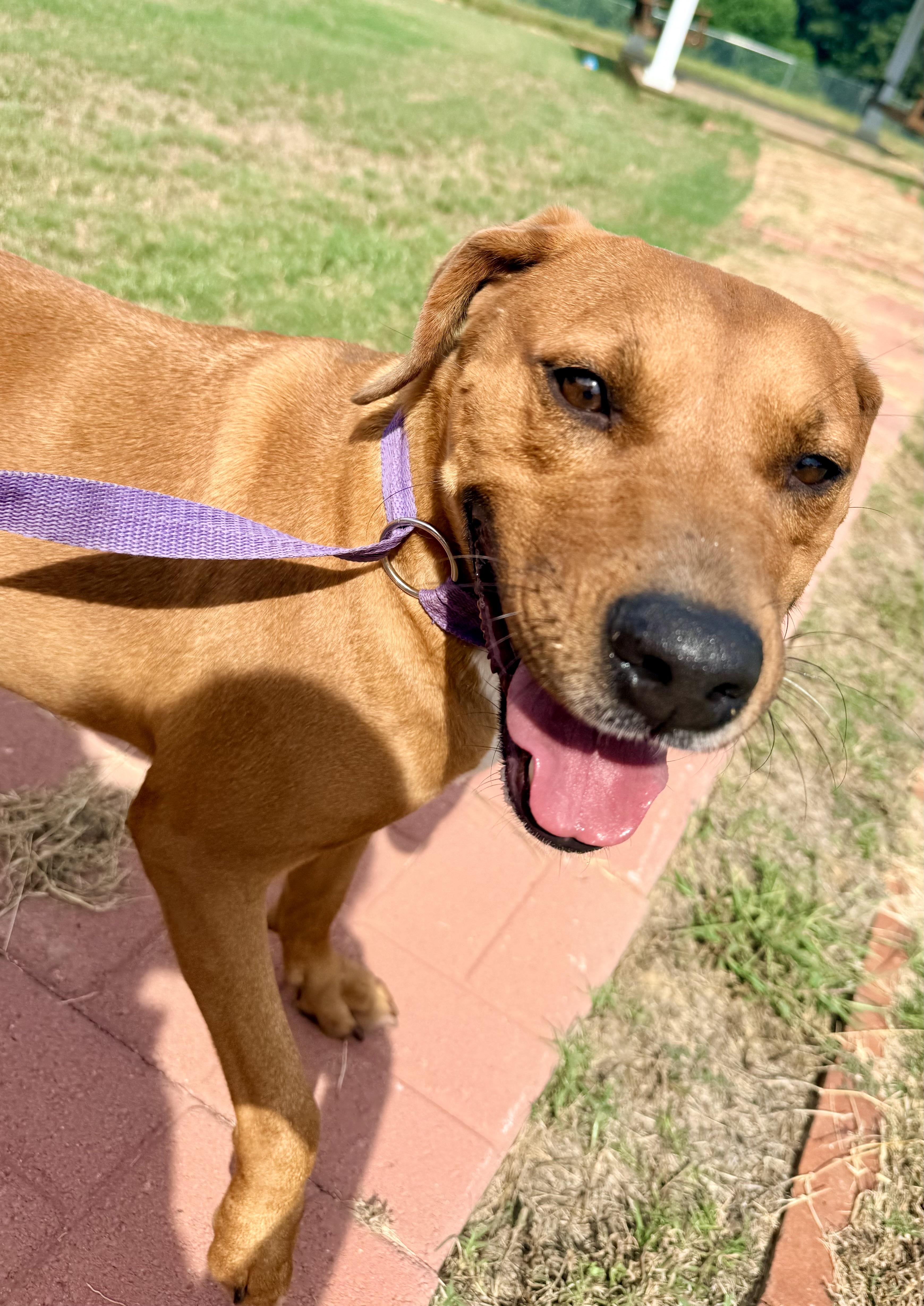 Enlarge Moose, a ADOPTABLE mixed breed in Springhill, LA image 1/5