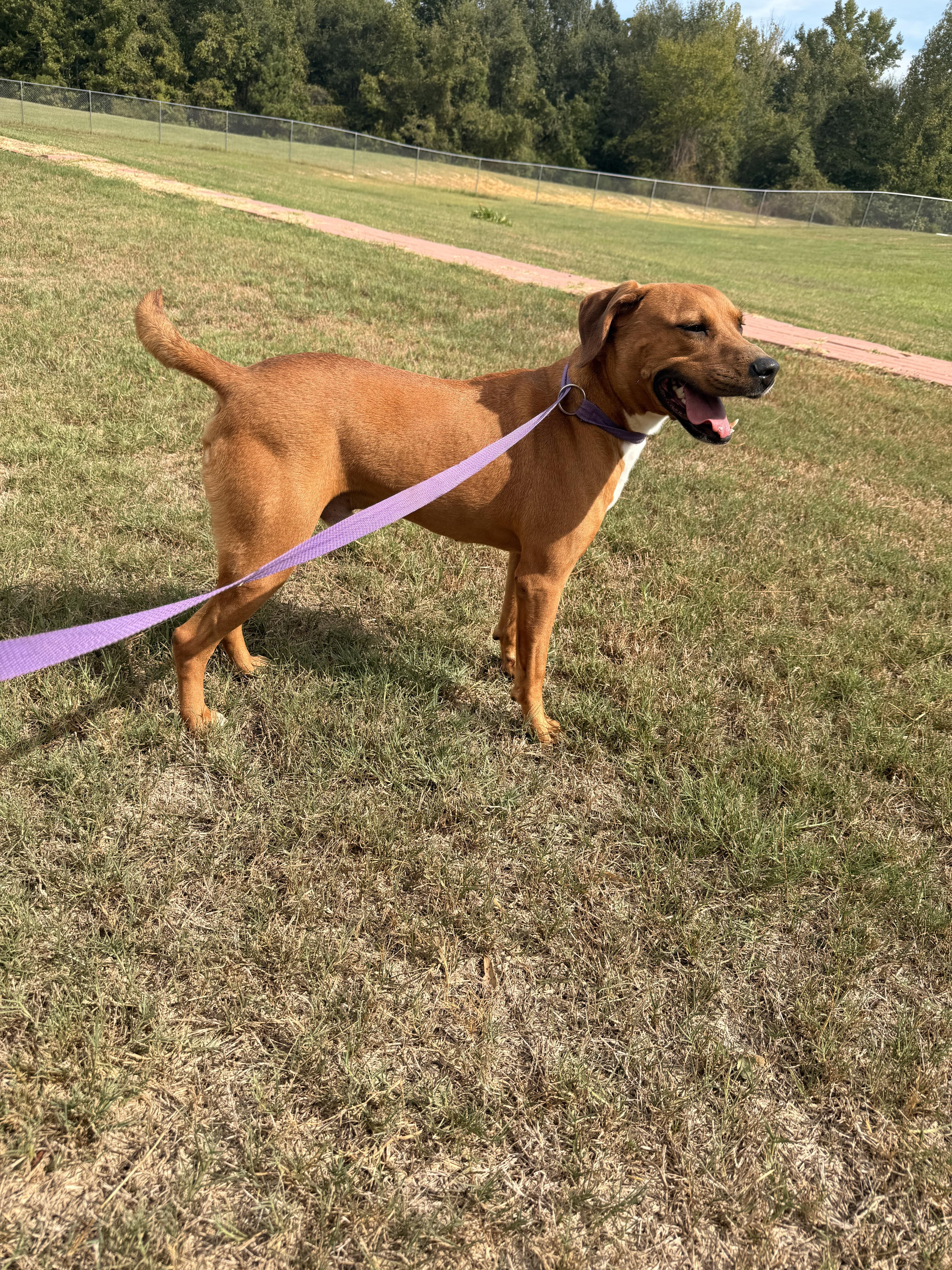 Enlarge Moose, a ADOPTABLE mixed breed in Springhill, LA image 2/5