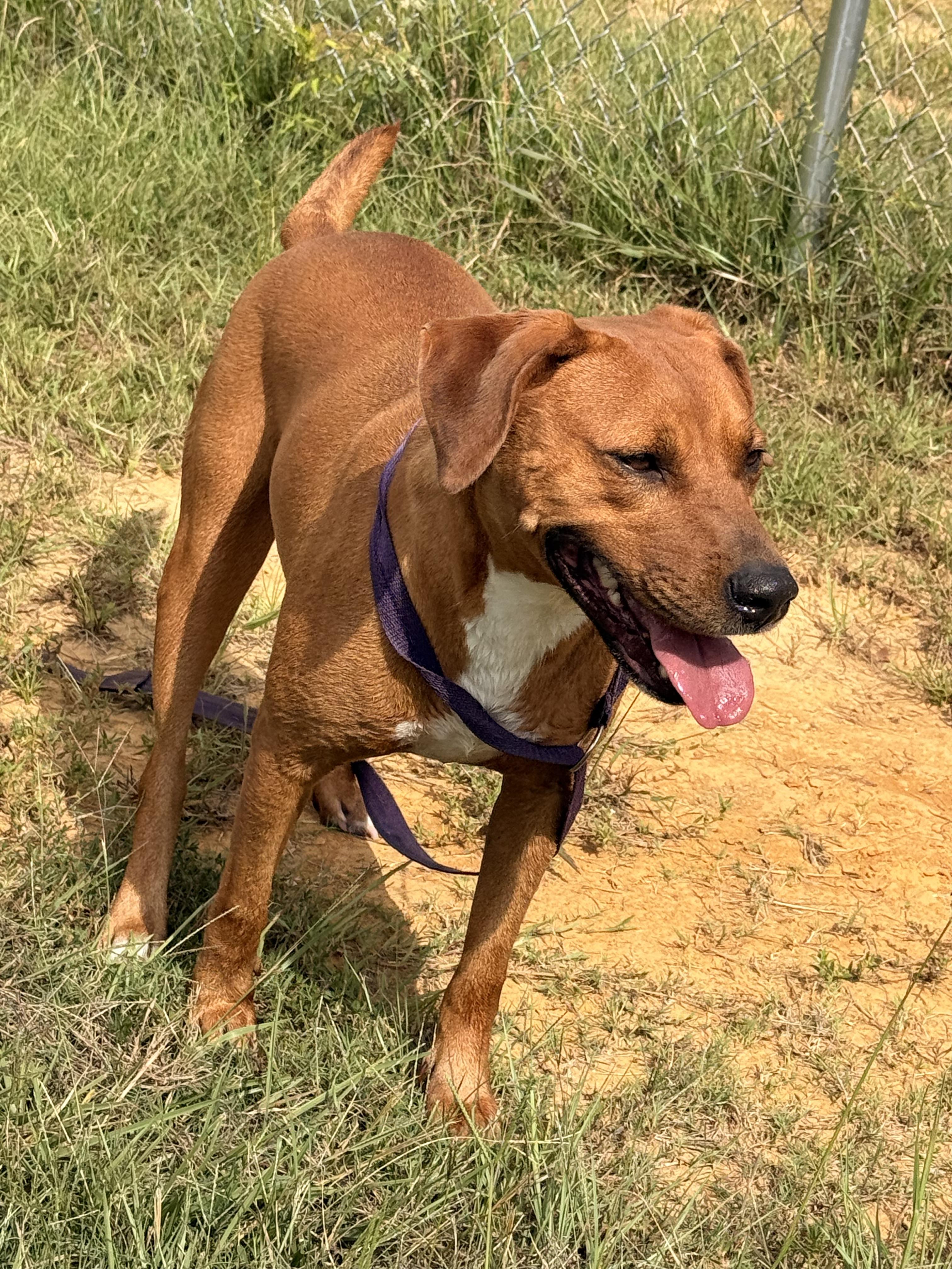 Enlarge Moose, a ADOPTABLE mixed breed in Springhill, LA image 3/5