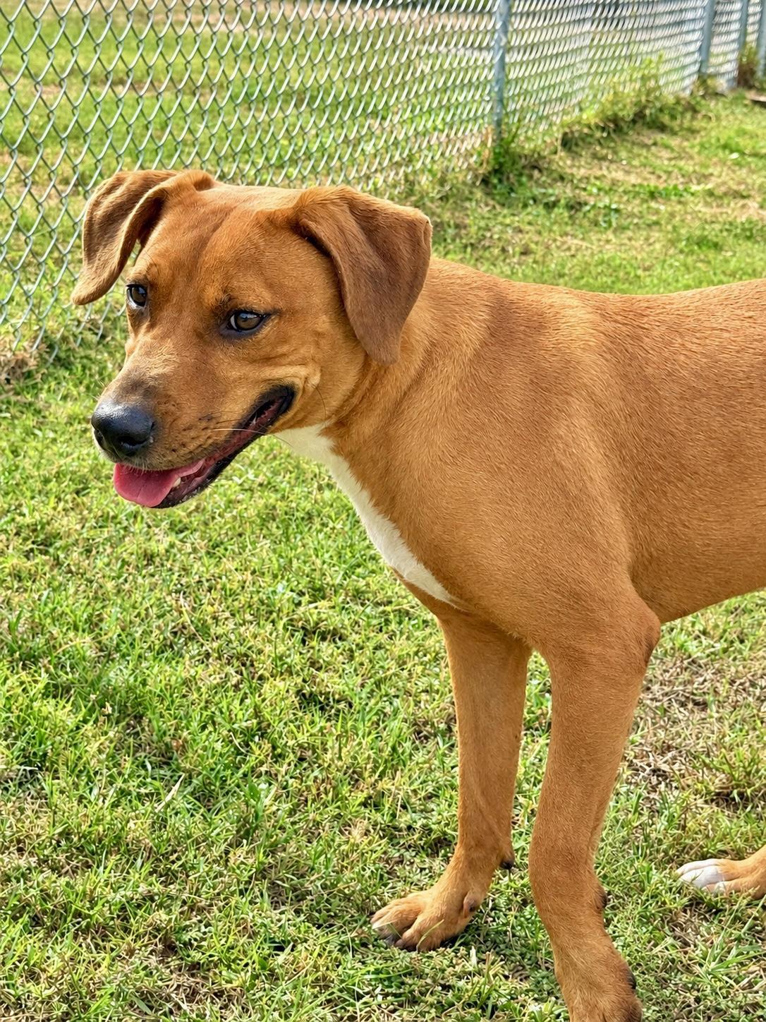 Enlarge Moose, a ADOPTABLE mixed breed in Springhill, LA image 4/5