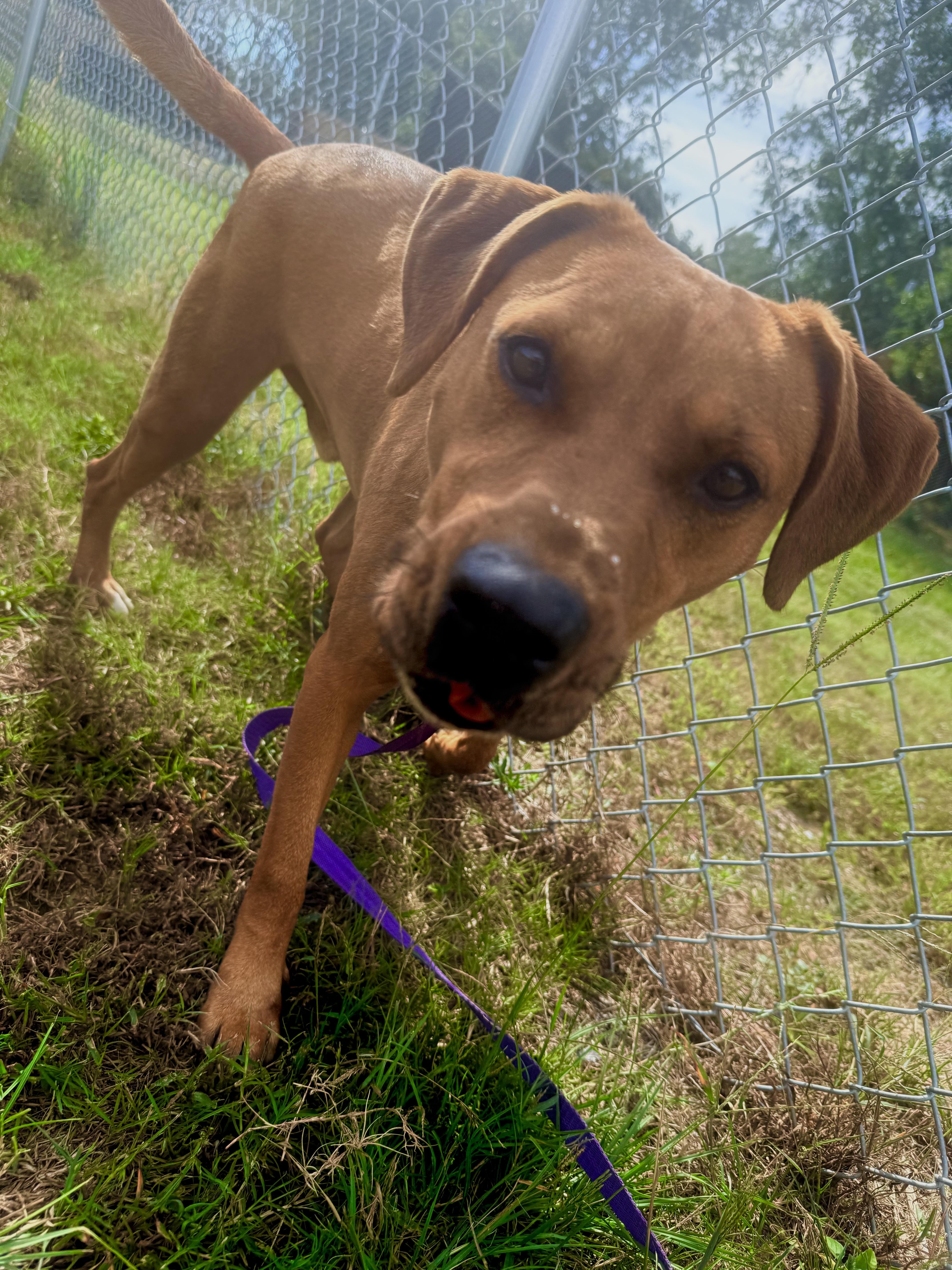 Enlarge Moose, a ADOPTABLE mixed breed in Springhill, LA image 5/5