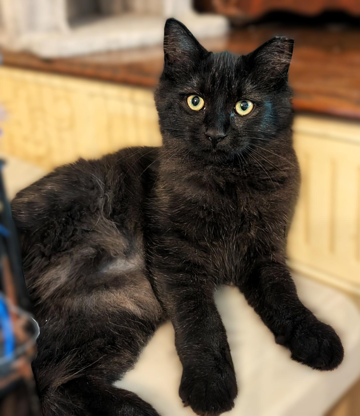 Beau, Adoptable, Kitten Male Maine Coon & Domestic Medium Hair.
