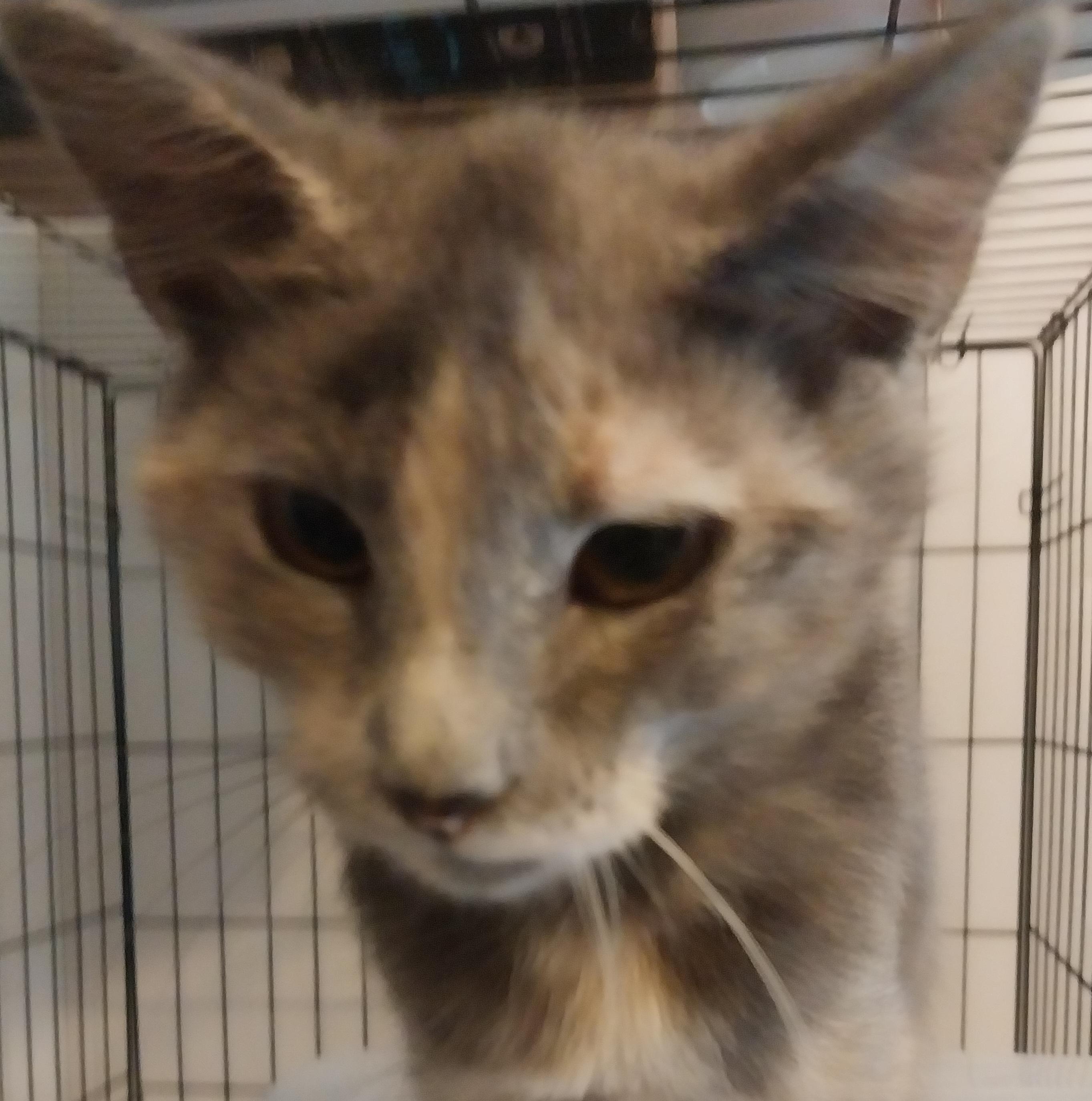 Sarah, an adoptable Dilute Calico in Gastonia, NC_image-1
