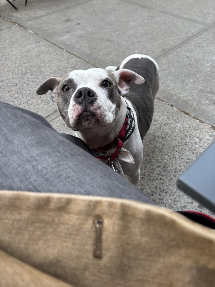 Tink, a Adoptable mixed breed in Manhattan, NY image 1/4