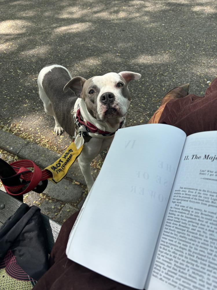 Tink, a Adoptable mixed breed in Manhattan, NY image 3/4