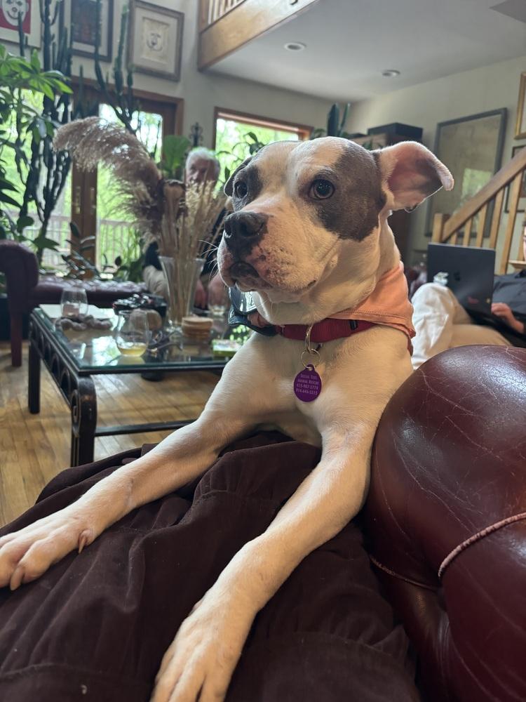 Tink, a Adoptable mixed breed in Manhattan, NY image 4/4