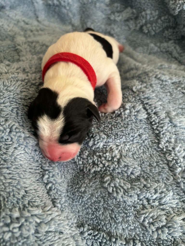Speedy, Adoptable, Puppy Male Mixed Breed.