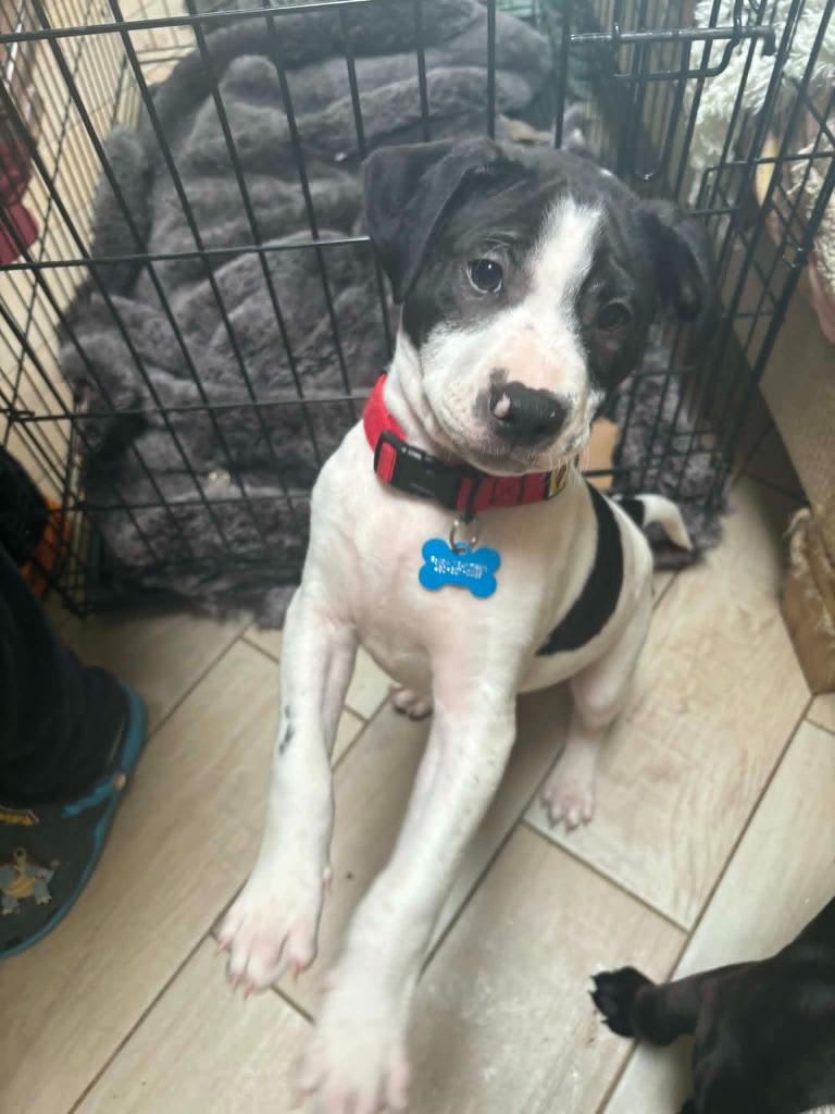 Enlarge Speedy, a Adoptable Mixed Breed in Mesa, AZ image 2/3