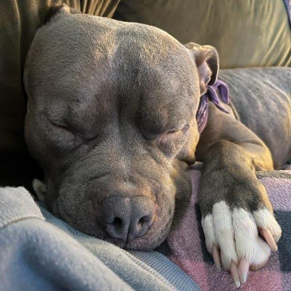 Phoenix, Adoptable, Adult Female Pit Bull Terrier.