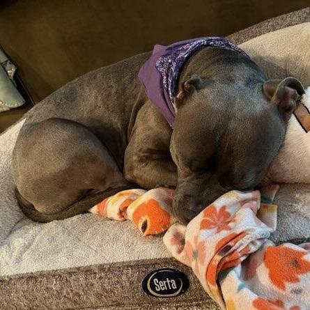 Enlarge Phoenix, a Adoptable Pit Bull Terrier in Ferndale, WA image 2/6