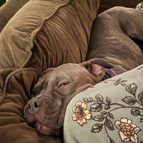 Enlarge Phoenix, a Adoptable Pit Bull Terrier in Ferndale, WA image 3/6
