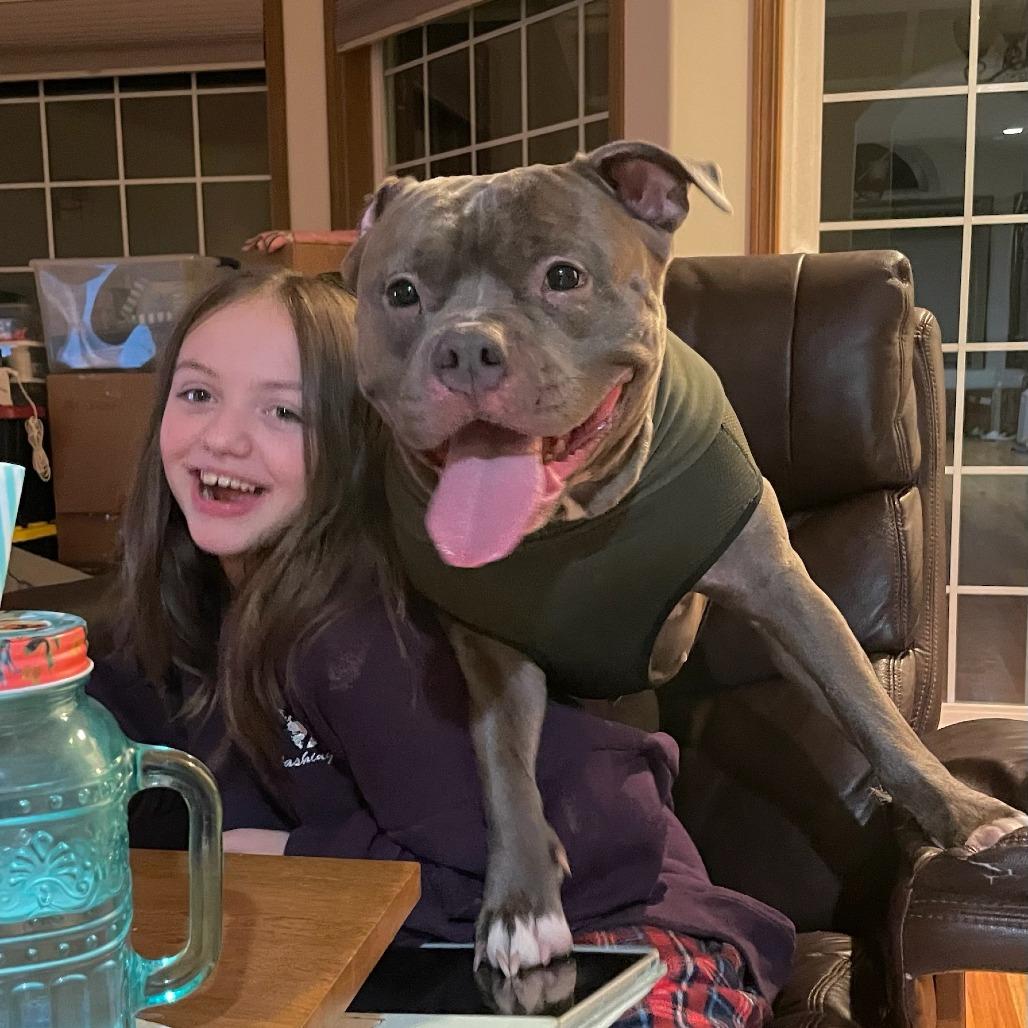 Enlarge Phoenix, a Adoptable Pit Bull Terrier in Ferndale, WA image 4/6