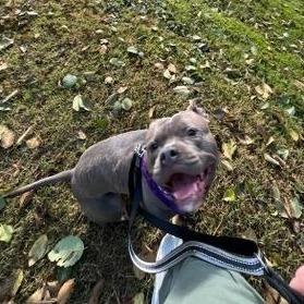 Enlarge Phoenix, a Adoptable Pit Bull Terrier in Ferndale, WA image 5/6