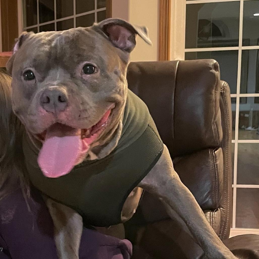 Enlarge Phoenix, a Adoptable Pit Bull Terrier in Ferndale, WA image 6/6