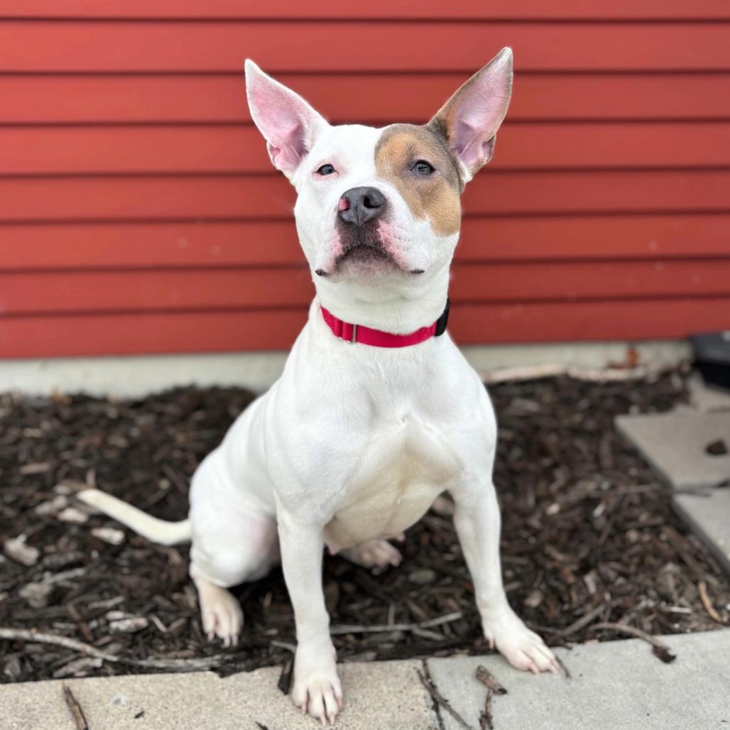 Enlarge Deja--In Foster, a Adoptable mixed breed in Fargo, ND image 1/1