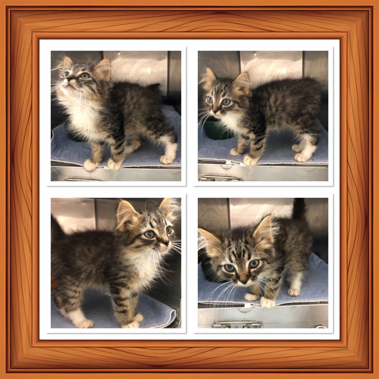 Enlarge DROGAN, a ADOPTABLE Domestic Long Hair in Buckhannon, WV image 1/1