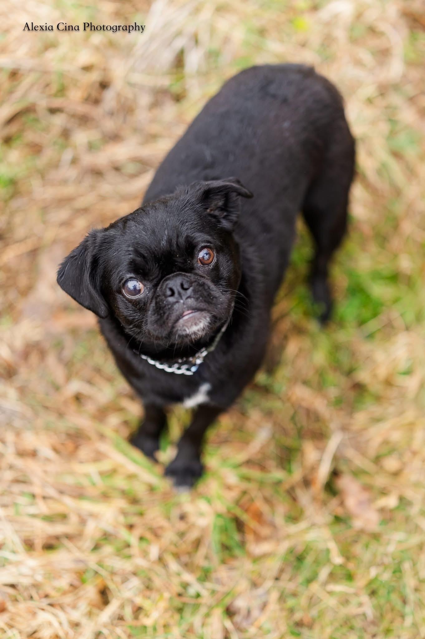 Midge, ADOPTABLE, Young Female Pug.