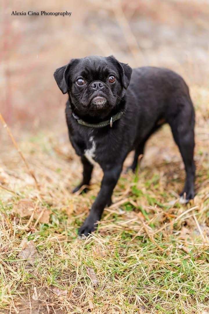 Enlarge Midge, a ADOPTABLE Pug in Drumbo, ON image 2/4