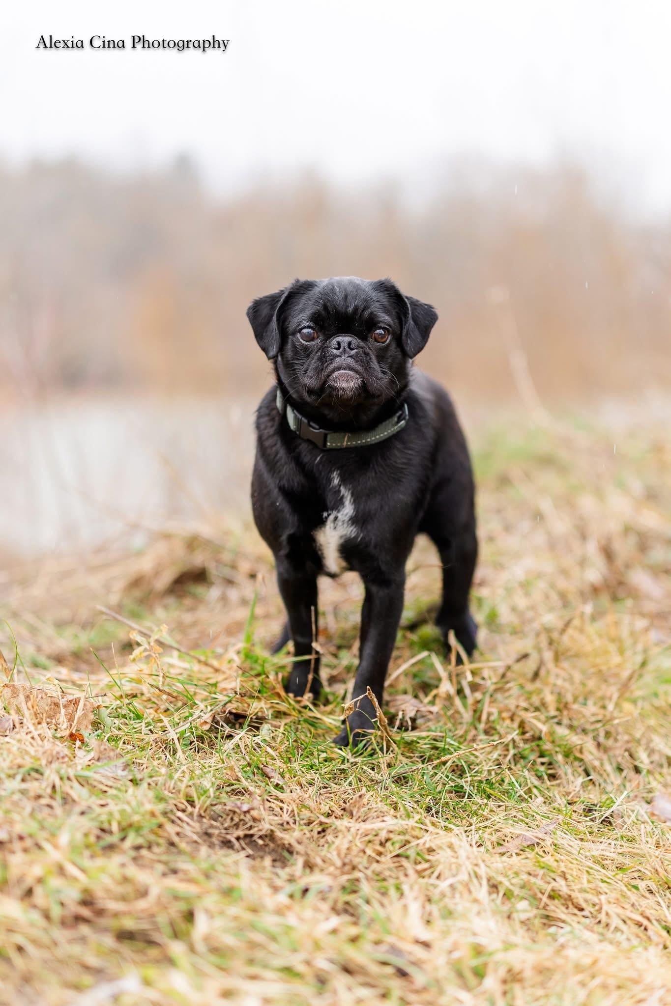 Enlarge Midge, a ADOPTABLE Pug in Drumbo, ON image 3/4