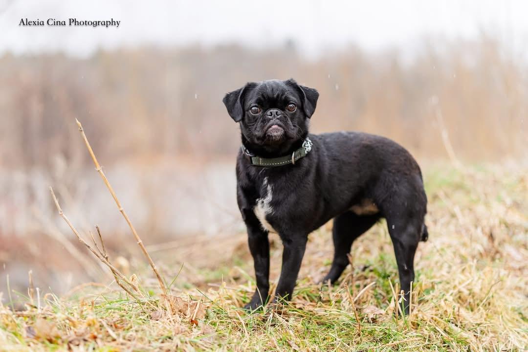 Enlarge Midge, a ADOPTABLE Pug in Drumbo, ON image 4/4