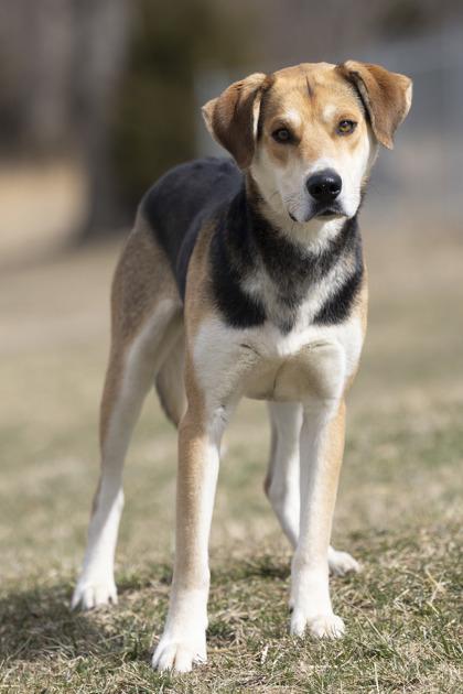 Cooper, a ADOPTABLE mixed breed in Bedford, IN image 2/3