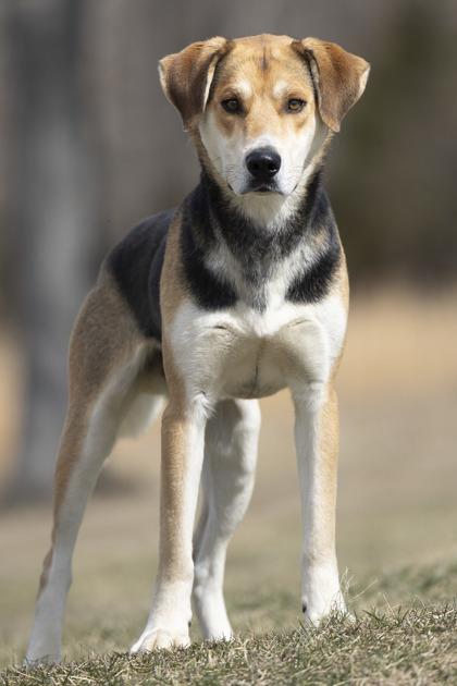 Cooper, ADOPTABLE, Adult Male American Foxhound.