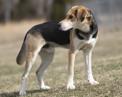 Cooper, a ADOPTABLE mixed breed in Bedford, IN image 3/3
