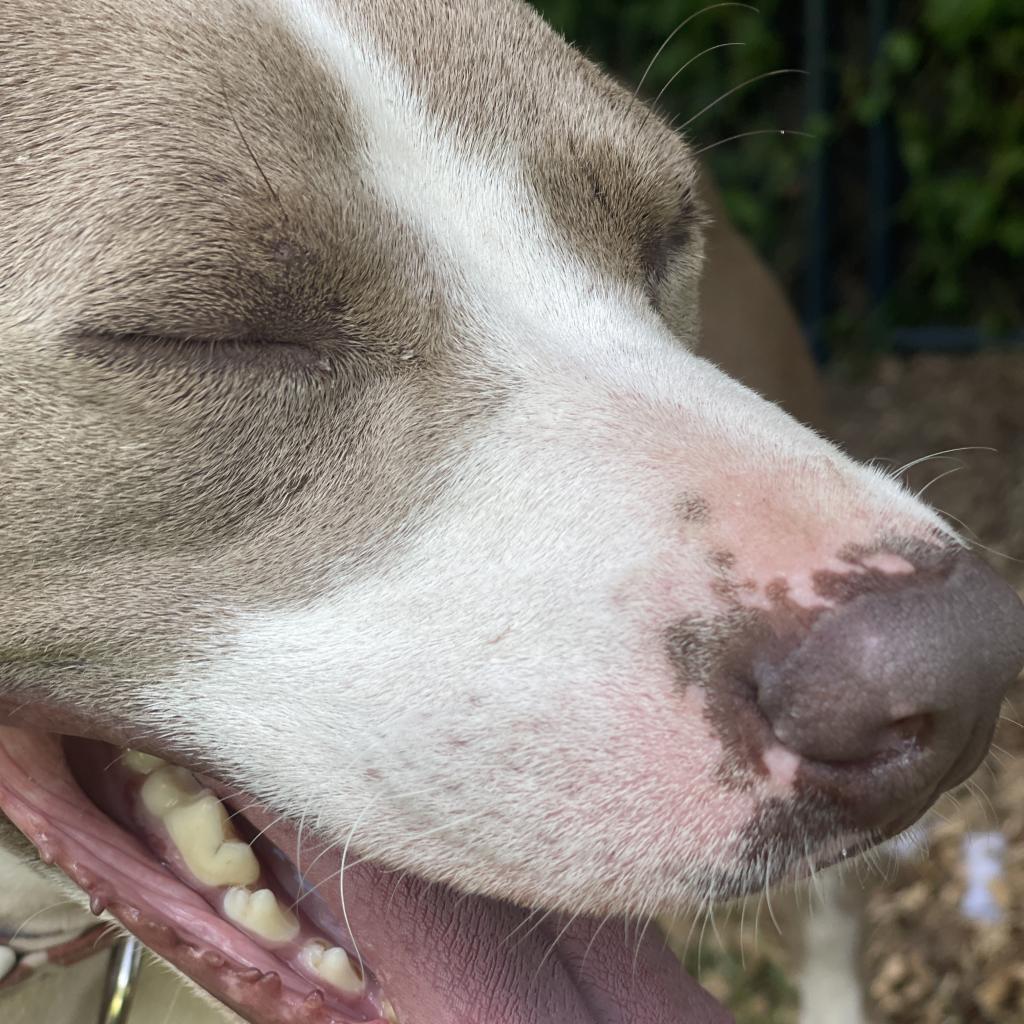Enlarge Chandler, a Adoptable Pit Bull Terrier in Shiner, TX image 1/6