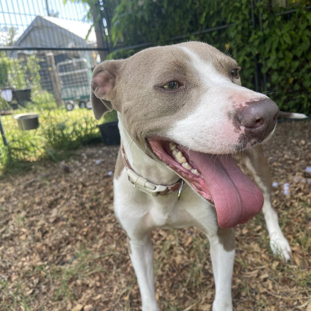 Enlarge Chandler, a Adoptable Pit Bull Terrier in Shiner, TX image 2/6
