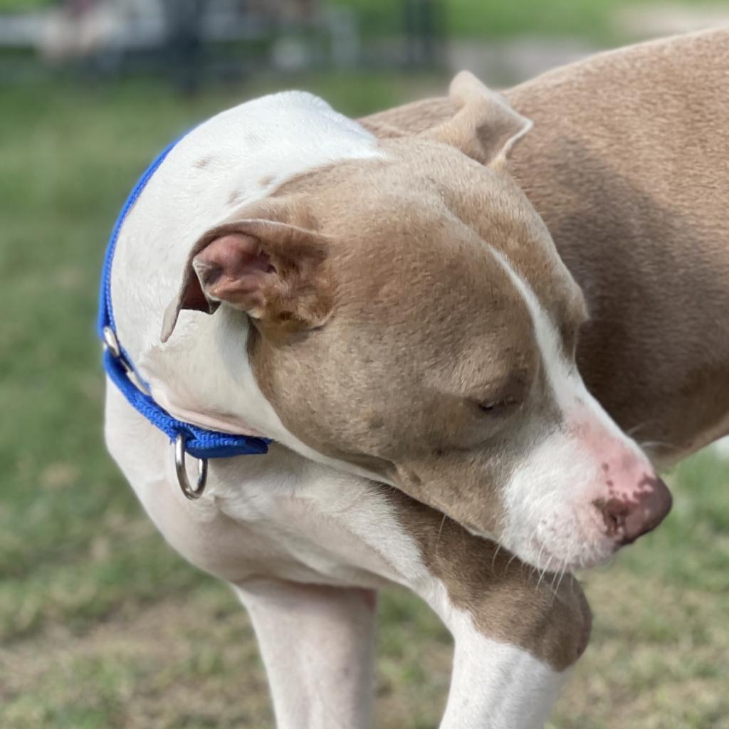 Enlarge Chandler, a Adoptable Pit Bull Terrier in Shiner, TX image 3/6