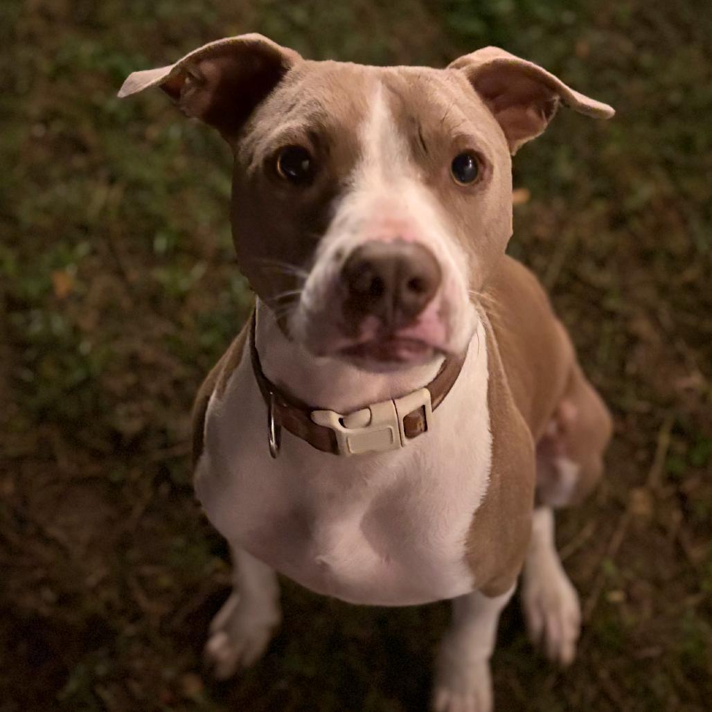 Enlarge Chandler, a Adoptable Pit Bull Terrier in Shiner, TX image 4/6