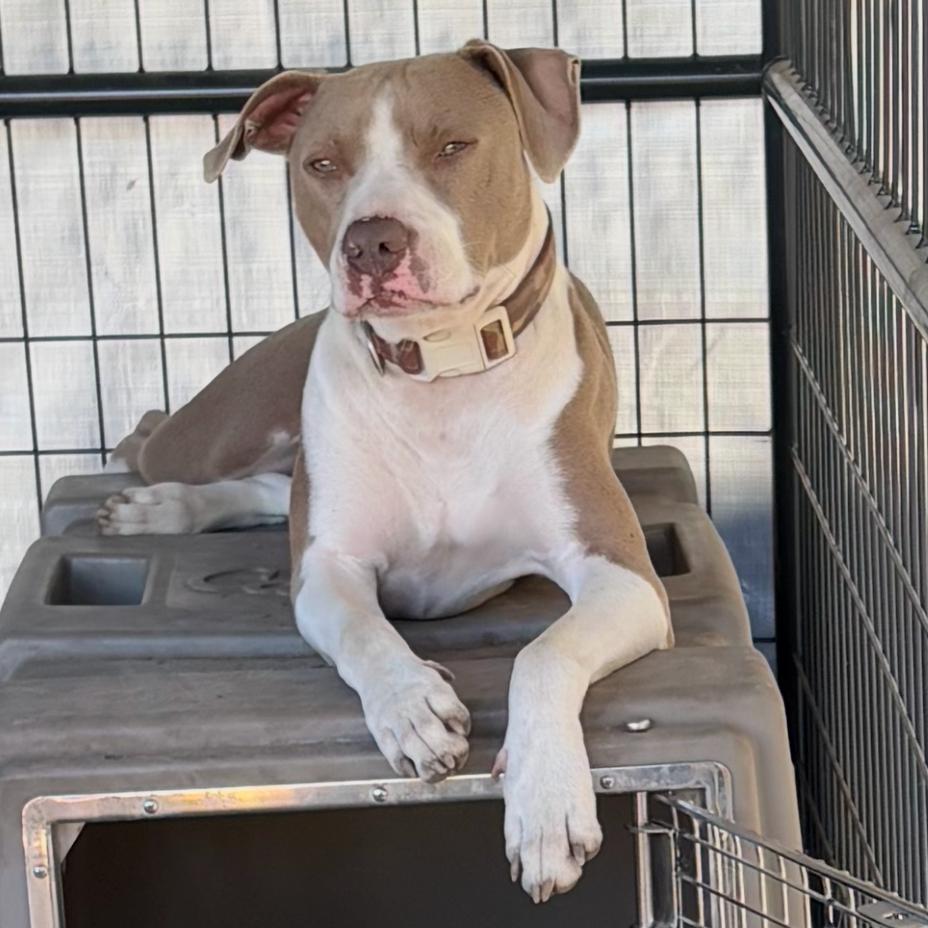 Enlarge Chandler, a Adoptable Pit Bull Terrier in Shiner, TX image 5/6