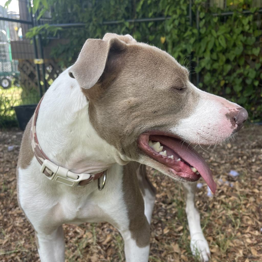 Enlarge Chandler, a Adoptable Pit Bull Terrier in Shiner, TX image 6/6