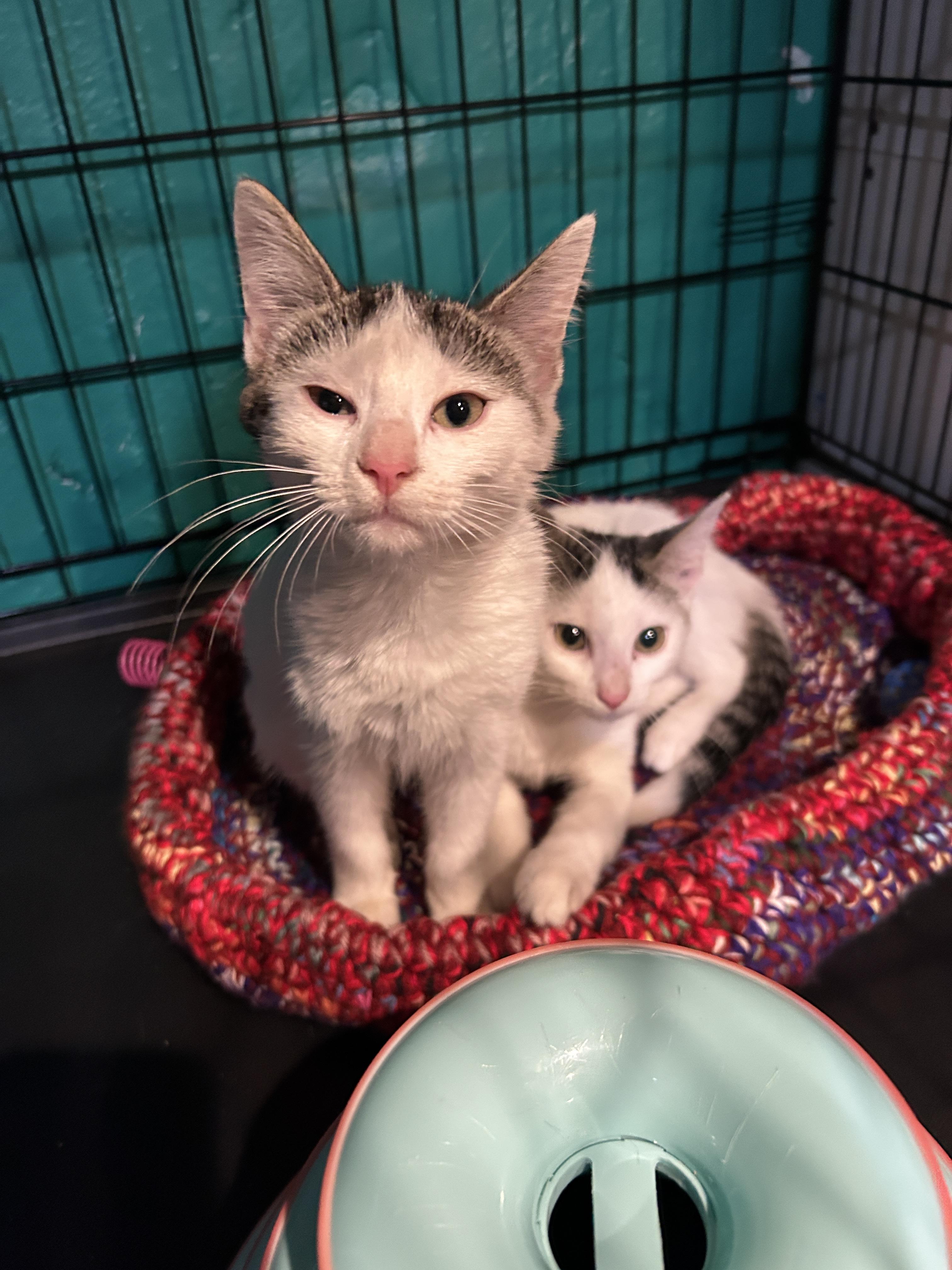 Barley & Brew, Adopted, Young Female Domestic Short Hair.