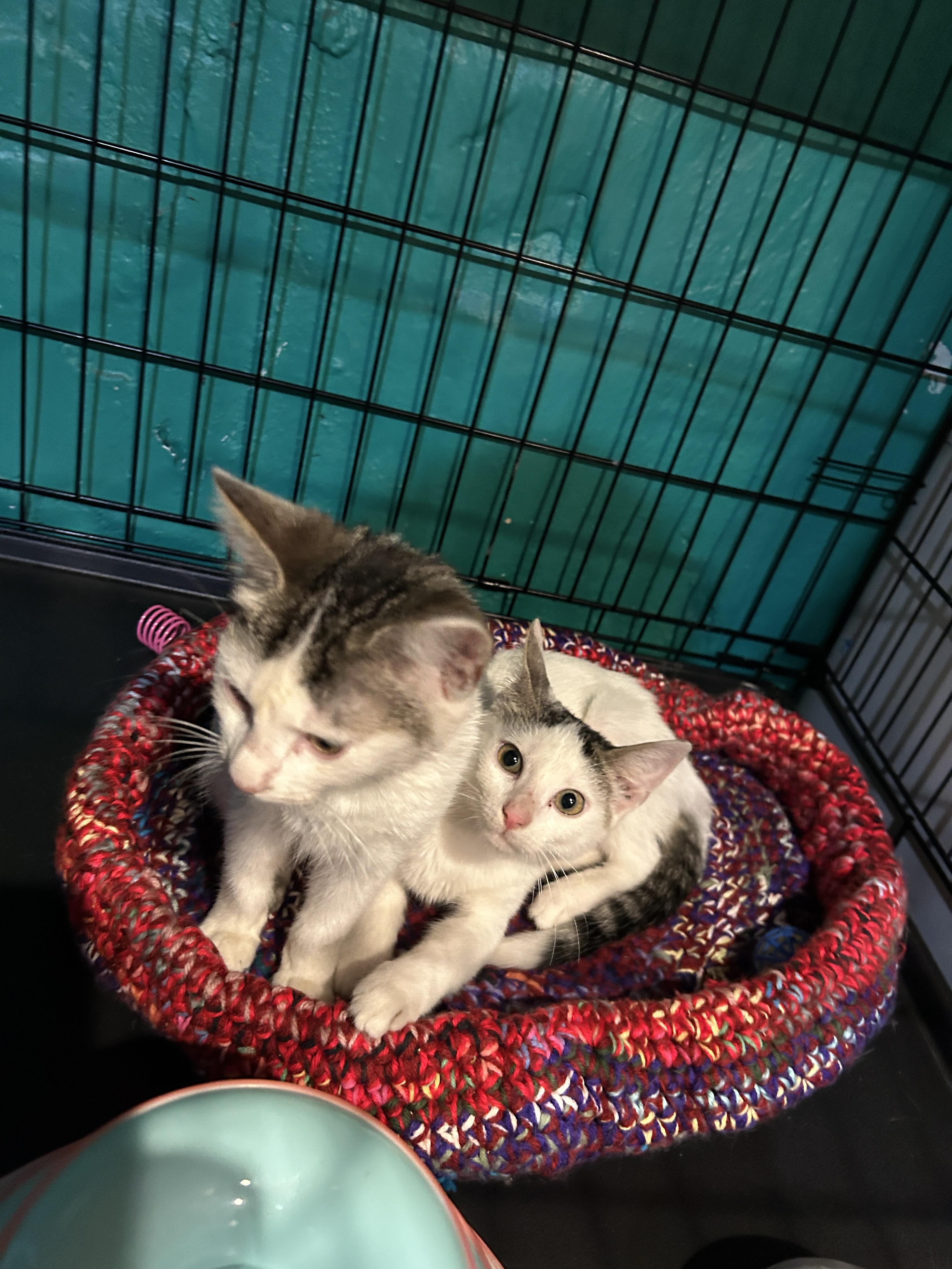 Enlarge Barley &  Brew, a Adopted mixed breed in Havertown, PA image 2/4