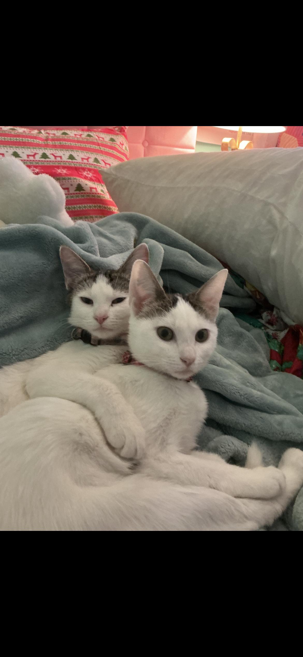 Enlarge Barley &  Brew, a Adopted mixed breed in Havertown, PA image 4/4