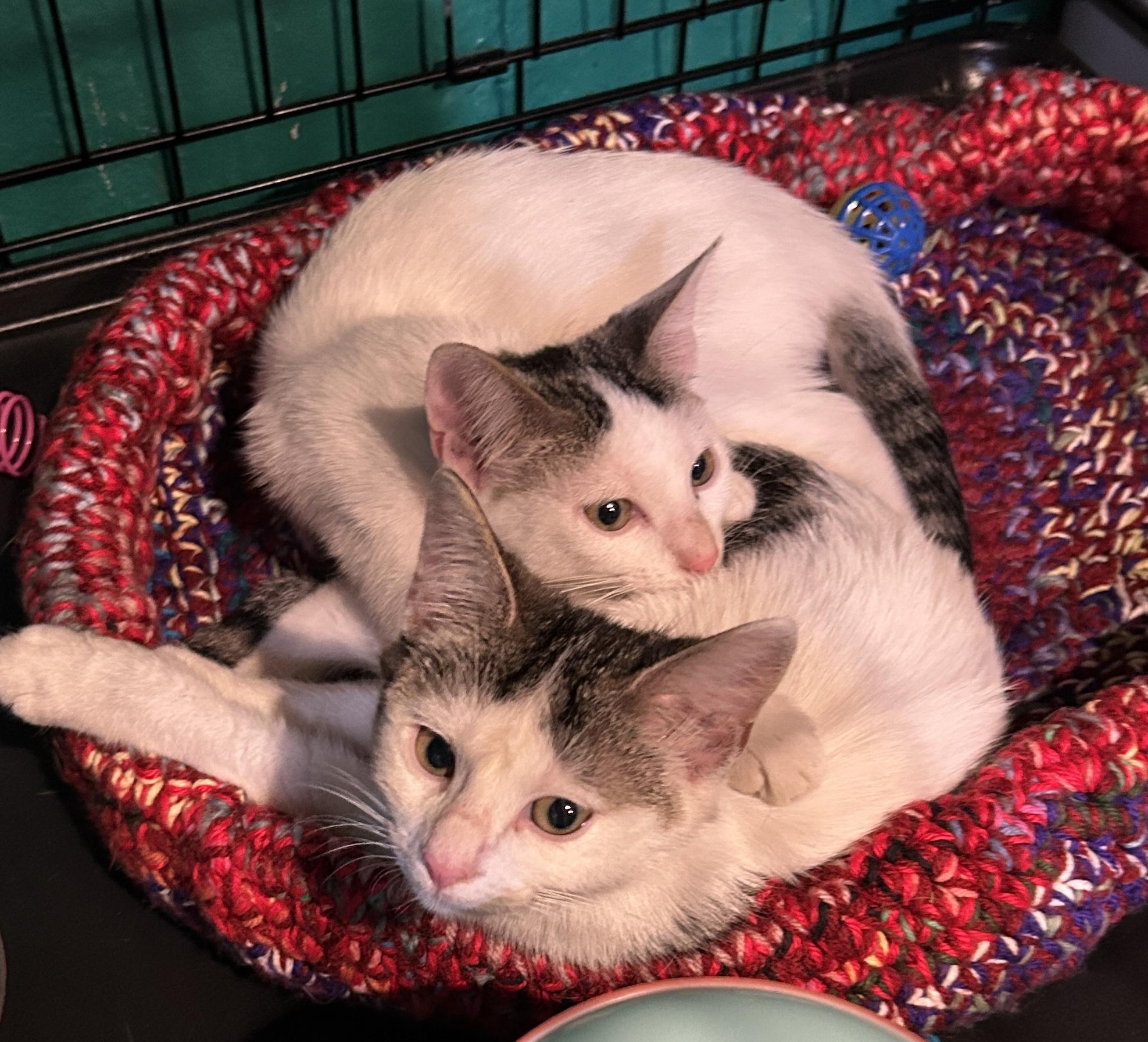 Enlarge Barley &  Brew, a Adopted mixed breed in Havertown, PA image 4/4