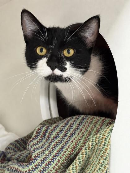 Enlarge Boogie, a Adoptable mixed breed in Gwinn, MI image 1/1
