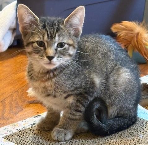 Nebula, adopted, Kitten Female Domestic Short Hair.