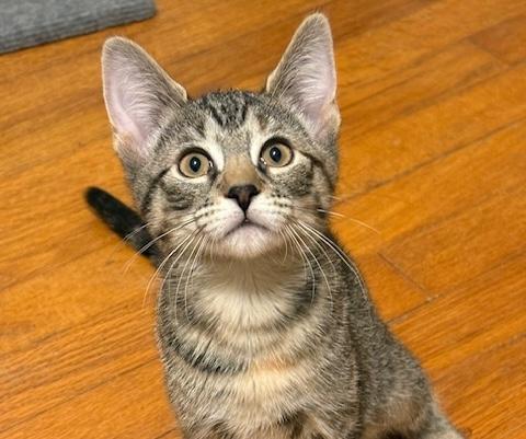 Enlarge Nebula, an adopted mixed breed in Schenectady, NY image 3/5