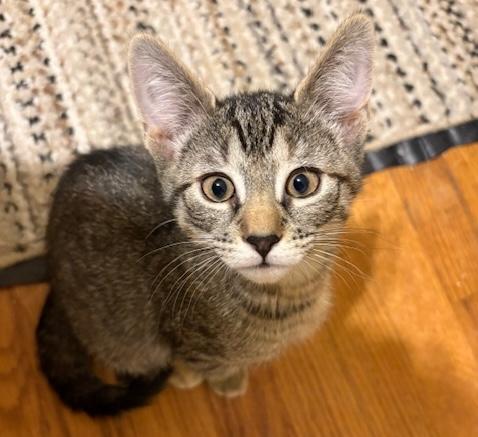 Enlarge Nebula, an adopted mixed breed in Schenectady, NY image 4/5