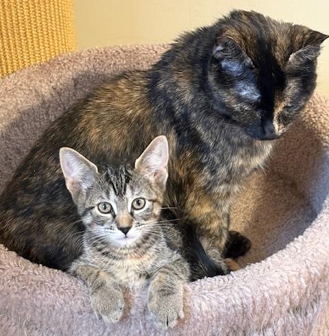 Enlarge Nebula, an adopted mixed breed in Schenectady, NY image 2/5