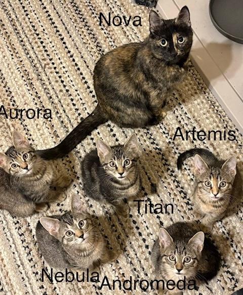 Enlarge Nebula, an adopted mixed breed in Schenectady, NY image 5/5