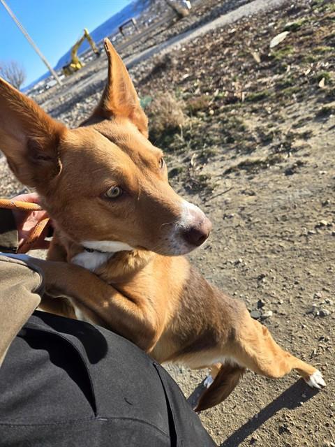 KEWI, Adoptable, Young Female Australian Kelpie.