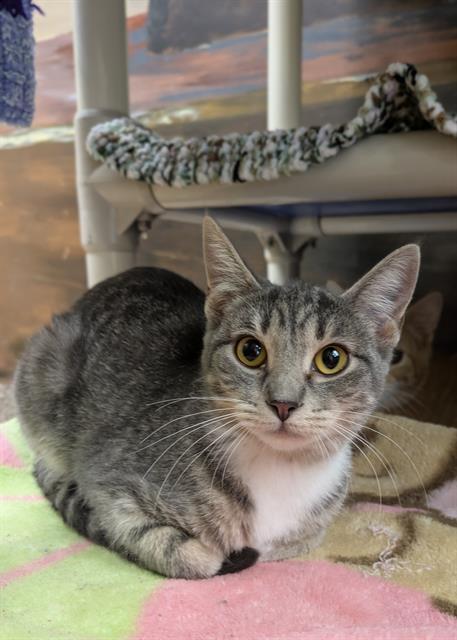 SILVEE, Adoptable, Young Female Domestic Short Hair.
