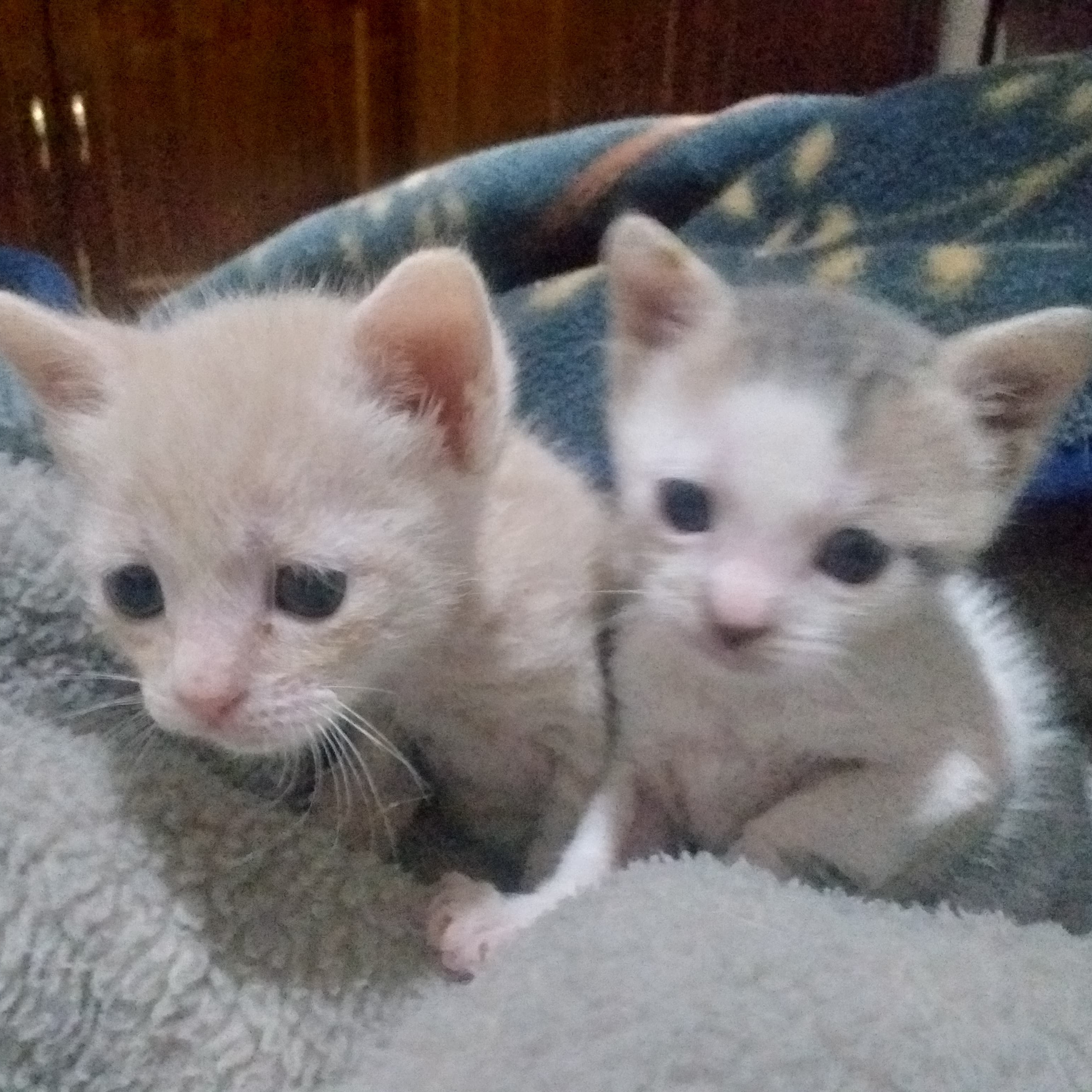 Milo photo 2