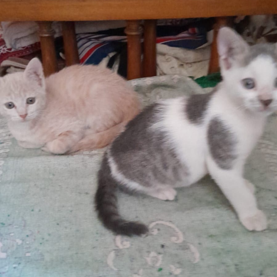 Enlarge Milo, a Adoptable mixed breed in Brampton, ON image 6/6